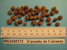 Click for 1 image(s) for this accession. Image